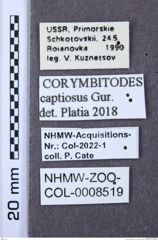 Etiketten zu Corymbitodes captiosus (NHMW-ZOO-COL-0008519)